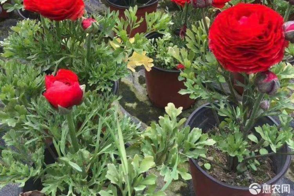 花毛茛種球種植管理-圖片版權(quán)歸惠農(nóng)網(wǎng)所有