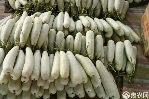 羊角蜜甜瓜种植方法与管理-图片版权归惠农网所有