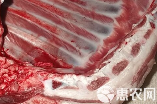 2025年5月份羊肉价格多少钱一斤？