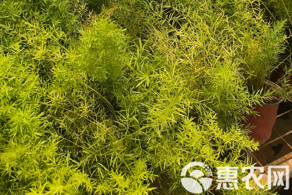 天門冬的種植方法-圖片版權歸惠農(nóng)網(wǎng)所有