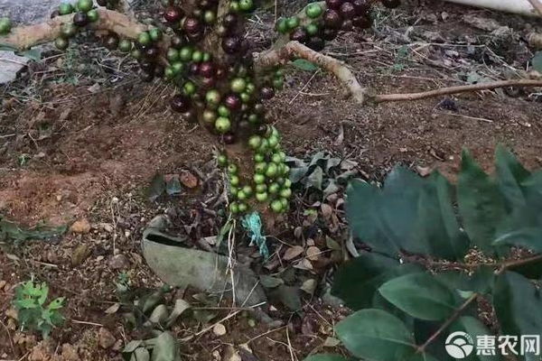 嘉寶果種植方法和技術-圖片版權歸惠農(nóng)網(wǎng)所有