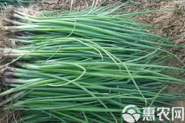 洋葱种植方法与种植时间-图片版权归惠农网所有