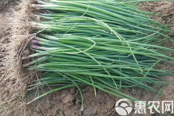 圓蔥的種植方法和生長(zhǎng)時(shí)間-圖片版權(quán)歸惠農(nóng)網(wǎng)所有