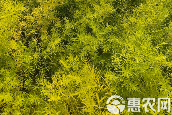 天門冬的種植方法-圖片版權歸惠農(nóng)網(wǎng)所有