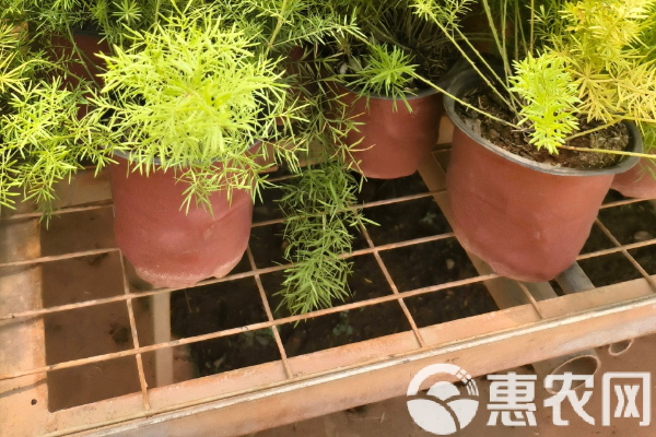 天門冬的種植方法-圖片版權歸惠農(nóng)網(wǎng)所有
