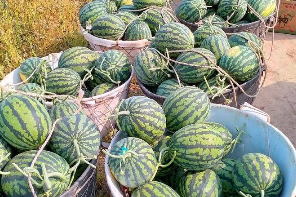 西瓜价格大跌近50%，今日西瓜多少钱一斤？