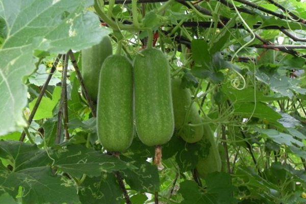 小满节气种什么蔬菜？