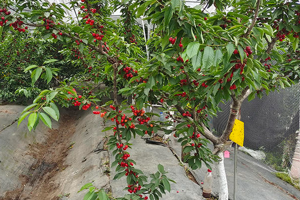 车厘子品种及价格排名