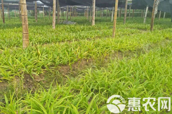 剛栽的菜苗幾天澆一次水？-圖片版權(quán)歸惠農(nóng)網(wǎng)所有