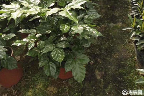 幸福樹幾天澆一次水最合適？-圖片版權(quán)歸惠農(nóng)網(wǎng)所有