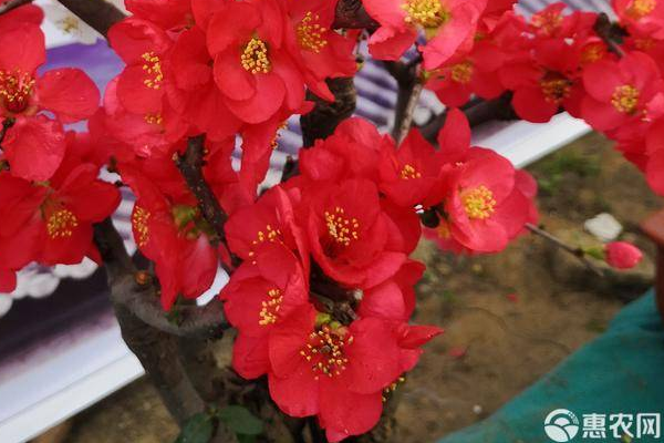 澆花什么時(shí)候澆比較好？-圖片版權(quán)歸惠農(nóng)網(wǎng)所有