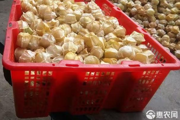 姑娘果怎么种植？-图片版权归惠农网所有