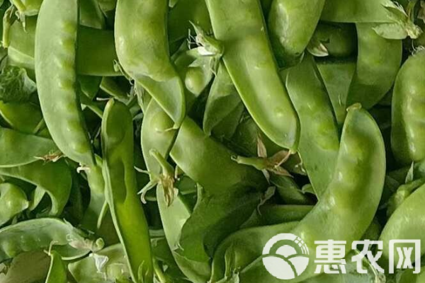 荷蘭豆的種植方法與田間管理和技術(shù)-圖片版權(quán)歸惠農(nóng)網(wǎng)所有