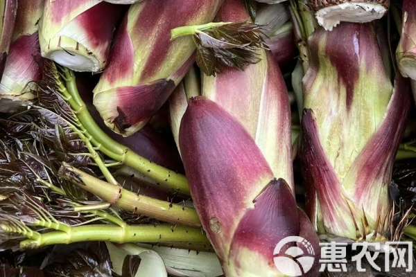 刺老芽種植栽培技術(shù)-圖片版權(quán)歸惠農(nóng)網(wǎng)所有