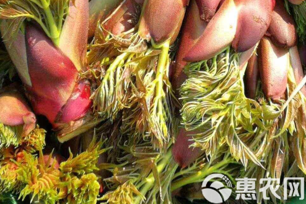 刺老芽種植栽培技術(shù)-圖片版權(quán)歸惠農(nóng)網(wǎng)所有
