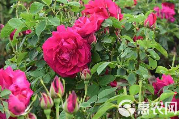 玫瑰花怎样种植和养护？-图片版权归惠农网所有