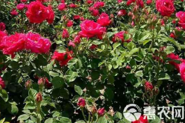 玫瑰花怎样种植和养护？-图片版权归惠农网所有