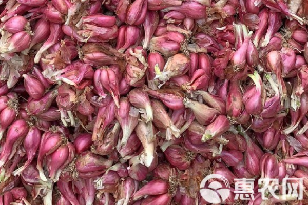 红葱头怎么种植？-图片版权归惠农网所有