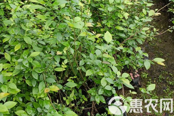 蓝莓种植条件及方法-图片版权归惠农网所有
