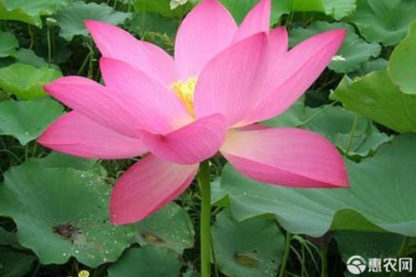 荷花種植的正確方法-圖片版權(quán)歸惠農(nóng)網(wǎng)所有