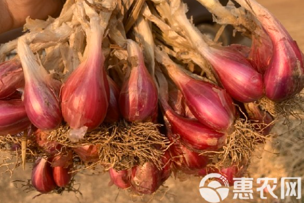红葱头怎么种植？-图片版权归惠农网所有