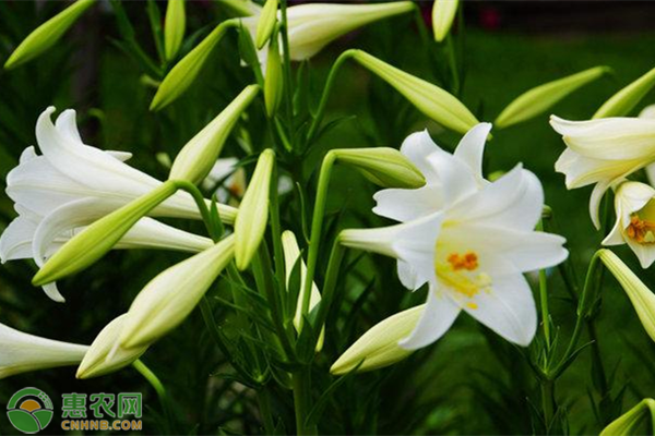 百合的種植方法-圖片版權(quán)歸惠農(nóng)網(wǎng)所有