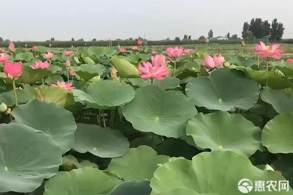 荷花種植的正確方法-圖片版權(quán)歸惠農(nóng)網(wǎng)所有