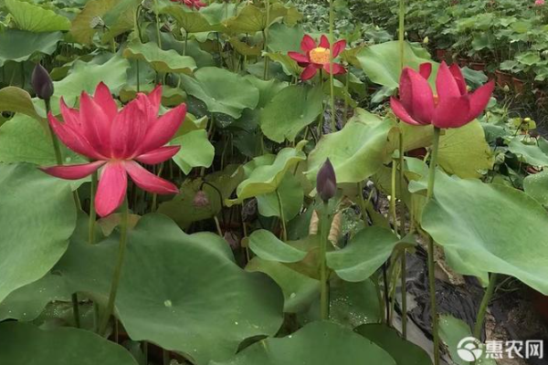 荷花種植的正確方法-圖片版權(quán)歸惠農(nóng)網(wǎng)所有