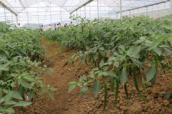适合六月份种植的农作物有哪些？
