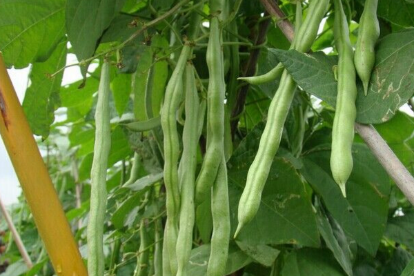 6月能种什么蔬菜？