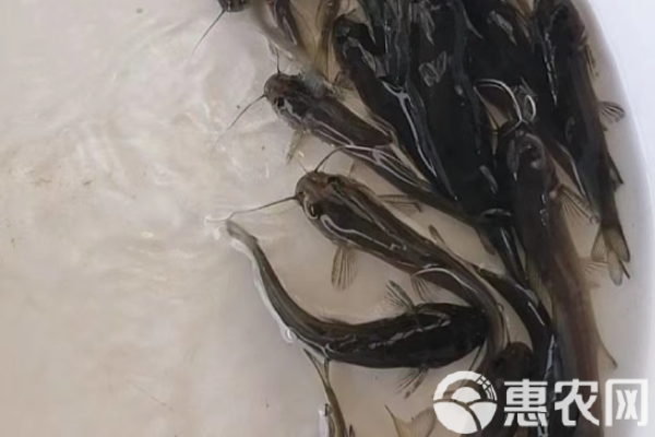 本地黃骨魚養(yǎng)殖技術(shù)-圖片版權(quán)歸惠農(nóng)網(wǎng)所有