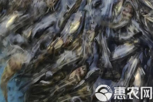黄辣丁养殖管理技术-图片版权归惠农网所有