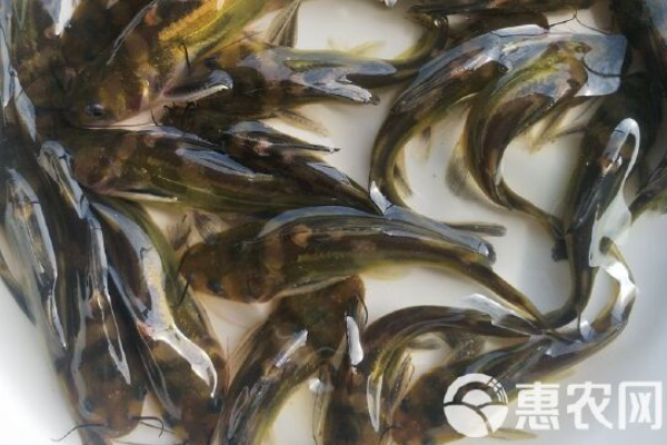 黄辣丁养殖管理技术-图片版权归惠农网所有
