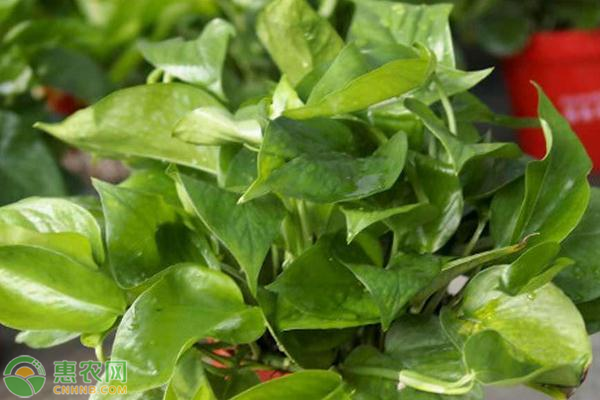 綠蘿種植方法與技巧-圖片版權(quán)歸惠農(nóng)網(wǎng)所有