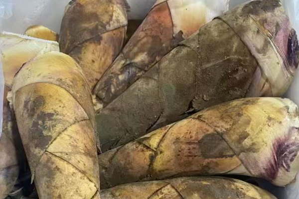 吊丝丹竹笋什么季节上市？