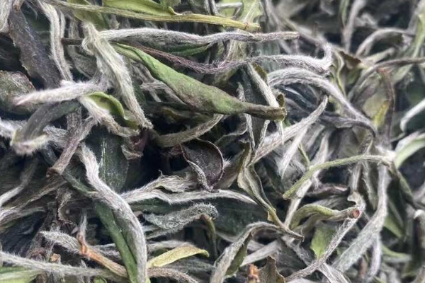 哪里产的白茶正宗？