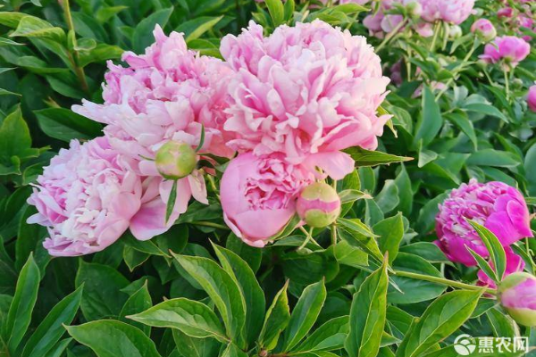 各種花的養(yǎng)護(hù)和技巧方法-圖片版權(quán)歸惠農(nóng)網(wǎng)所有