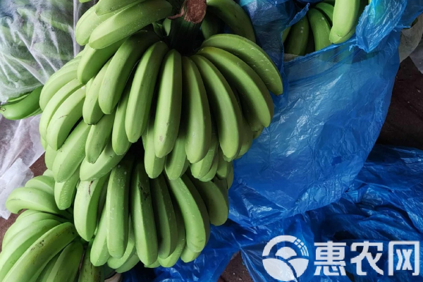 香蕉怎么種植？-圖片版權(quán)歸惠農(nóng)網(wǎng)所有