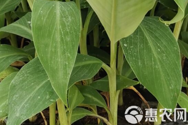 香蕉怎么種植？-圖片版權(quán)歸惠農(nóng)網(wǎng)所有