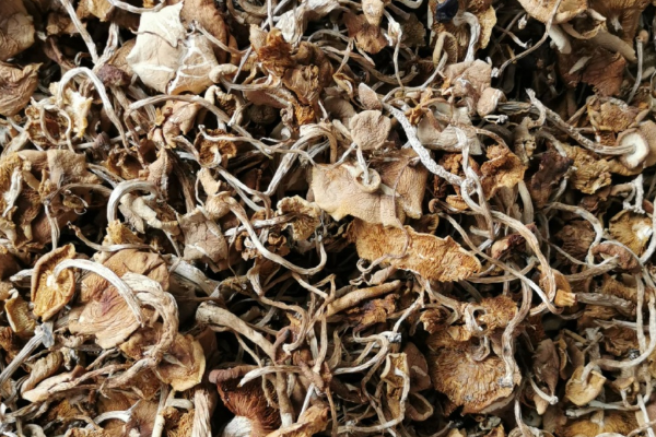干茶树菇哪里产的好？