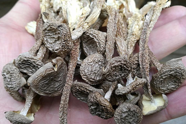鹿茸菌的主要产地在哪里？