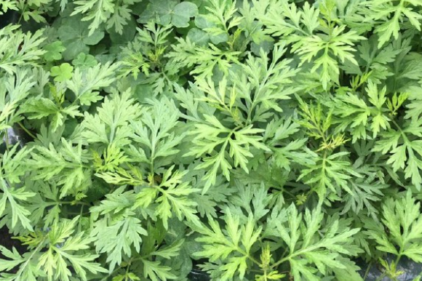 艾草采摘的最佳时间