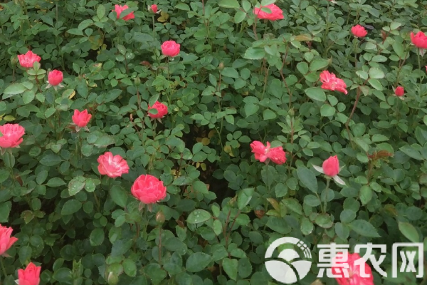 夏天玫瑰花怎么澆水？-圖片版權(quán)歸惠農(nóng)網(wǎng)所有