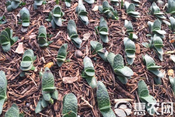 夏天多肉的養(yǎng)殖方法和澆水-圖片版權(quán)歸惠農(nóng)網(wǎng)所有