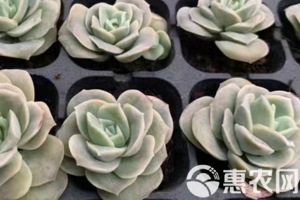 玫瑰多肉夏天怎么养护？-图片版权归惠农网所有