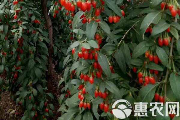 新鮮枸杞采摘方法-圖片版權(quán)歸惠農(nóng)網(wǎng)所有
