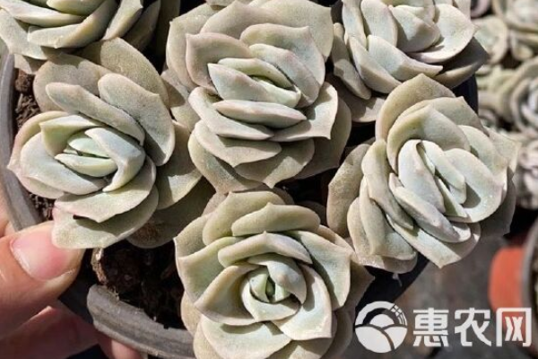 玫瑰多肉夏天怎么养护？-图片版权归惠农网所有