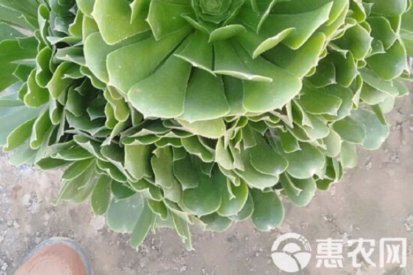 綠法師夏天怎么養(yǎng)護？-圖片版權(quán)歸惠農(nóng)網(wǎng)所有