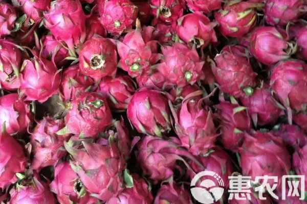 火龍果的采摘方法-圖片版權(quán)歸惠農(nóng)網(wǎng)所有