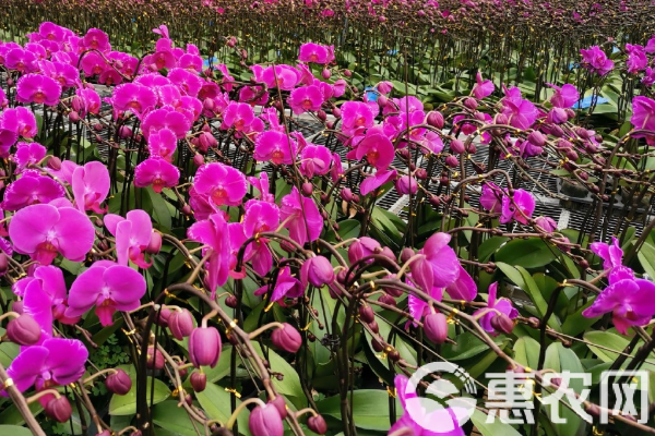 蝴蝶蘭在夏天怎么養(yǎng)護？-圖片版權(quán)歸惠農(nóng)網(wǎng)所有